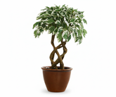 Artificial Ficus Variegated Leaf Bonsai Tree - 1.4 Feet